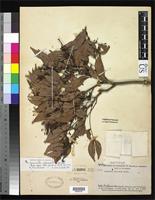 Isotype of Cynometra stenopetala Dwyer, J.D. 1959 [family FABACEAE]