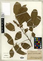 Isotype of Sapindus esculentus St. Hilaire, A. [family SAPINDACEAE]