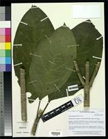 Holotype of Macrocarpaea lenae Grant, J.R. 2003 [family GENTIANACEAE]
