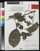 Isotype of Elattostachys goropuensis Adema, F. 1991 [family SAPINDACEAE]