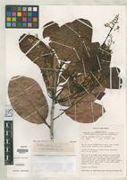 Isotype of Gluta papuana Ding Hou 1978 [family ANACARDIACEAE]