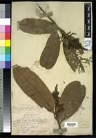 Filed as Melanochyla densiflora King, G. 1896 [family ANACARDIACEAE]