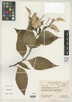 Isotype of Mussaenda raiateensis Moore, J.W. 1933 [family RUBIACEAE]