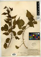 Syntype of Rubus hesperius Piper, C.V. 1897 [family ROSACEAE]