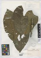 Holotype of Trianaea spectabilis var. brevipes Cuatrecasas, J. 1959 [family SOLANACEAE]