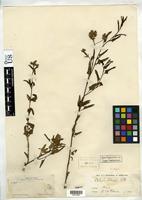 Syntype of Celosia palmeri Watson, S. 1883 [family AMARANTHACEAE]