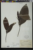 Isotype of Piper vicosanum Yunck. [family PIPERACEAE]