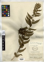 Isotype of Aspidium caducum Hooker, W. J., Greville, R. K. 1829 [family TECTARIACEAE]