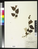 Type of Neillia sinensis Oliver, D. 1886 [family ROSACEAE]