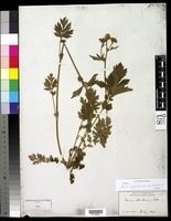 Geum aleppicum var. strictum Fernald [family ROSACEAE]