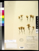 Linanthus dianthiflorus (Benth.) Greene [family POLEMONIACEAE]