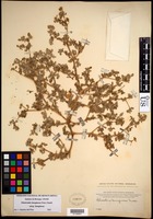 Tidestromia lanuginosa subsp. lanuginosa (Nutt.) Standl. [family AMARANTHACEAE]