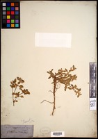 Guilleminea densa (Humb. & Bonpl. ex Schult.) Moq. [family AMARANTHACEAE]