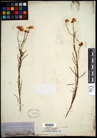 Erigeron foliosus var. hartwegii (Greene) Jeps. [family ASTERACEAE]