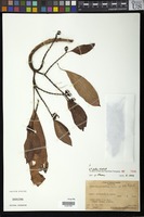 Filed as Euphorbia pulcherrima Willd. ex Klotzsch [family EUPHORBIACEAE]