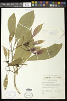 Euphorbia pulcherrima Willd. ex Klotzsch [family EUPHORBIACEAE]