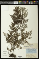 Asplenium linckii Kuhn [family ASPLENIACEAE]