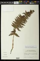 Polystichum sinense (Christ) Christ [family DRYOPTERIDACEAE]