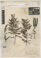 Holotype of Acacia chiapensis Safford, W.E. 1915 [family FABACEAE]