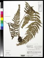 Holotype of Polystichum calderonense Proctor, G.R. 1989 [family DRYOPTERIDACEAE]