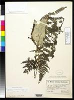 Isosyntype of Aspidium montevidense f. imbricata Hieronymus, G.H.E. 1896 [family TECTARIACEAE]