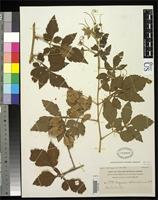 Isotype of Serjania columbiana Radlkofer, L.A.T. 1905 [family SAPINDACEAE]