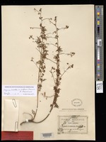 Syntype of Urvillea dissecta S. Watson [family SAPINDACEAE]
