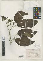 Isosyntype of Acalypha mapirensis var. scabra Pax, F.A. & Hoffmann, K.A.O. 1924 [family EUPHORBIACEAE]