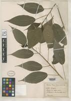Isotype of Acalypha vincentina Urban, I. 1930 [family EUPHORBIACEAE]