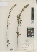 Isotype of Spiraea hypericifolia var. hupehensis Rehder, A. 1913 [family ROSACEAE]