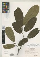 Isotype of Rollinia dolichopetala var. suberecta Fries, R.E. 1957 [family ANNONACEAE]
