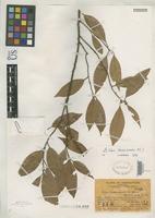 Isotype of Litsea greenmaniana Allen, C.K. 1938 [family LAURACEAE]