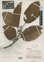 Isotype of Litsea perlucida Allen, C.K. 1942 [family LAURACEAE]