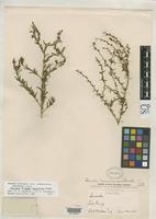 Holotype of Dondia ramosissima Standley, P.C. 1916 [family CHENOPODIACEAE]