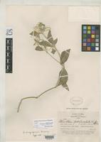 Isotype of Alternanthera arequipensis Suessenguth, K. 1937 [family AMARANTHACEAE]