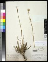 Filed as Gomphrena riedelii Seubert, M.A. 1875 [family AMARANTHACEAE]
