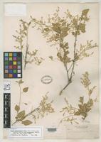 Filed as Iresine alternifolia Watson, S. 1889 [family AMARANTHACEAE]