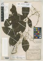 Isotype of Iresine costaricensis Standley, P.C. 1916 [family AMARANTHACEAE]