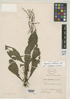 Isosyntype of Peperomia tsakiana Candolle, A.C.P. de 1897 [family PIPERACEAE]