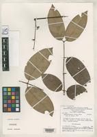 Isotype of Banisteriopsis lyrata Gates, B. 1979 [family MALPIGHIACEAE]