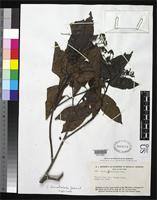 Isotype of Cordia lomatoloba Johnston, I.M. 1937 [family BORAGINACEAE]