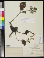 Isotype of Trachelospermum philippinense Elmer, A.D.E. 1908 [family APOCYNACEAE]