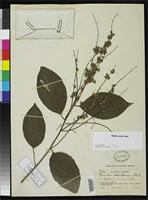 Holotype of Homalium columbianum Blake, S.F. 1919 [family FLACOURTIACEAE]