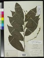 Holotype of Homalium nicaraguense Blake, S.F. 1919 [family FLACOURTIACEAE]