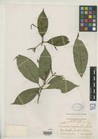 Holotype of Coussarea enneantha Standley, P.C. 1928 [family RUBIACEAE]