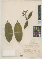 Holotype of Faramea langlassei Standley, P.C. 1930 [family RUBIACEAE]