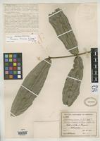 Filed as Faramea trinervia Schumann, K.M. & Donnell Smith, J. 1901 [family RUBIACEAE]