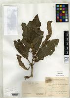 Isotype of Symphyllarion herbaceum Gagnepain, F. 1948 [family RUBIACEAE]