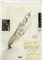 Holotype of Ekmanochloa aristata Ekman, E.L. 1936 [family POACEAE]
