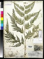 Holotype of Microlepia papillosa Brackenridge, W.D. 1854 [family DENNSTAEDTIACEAE]